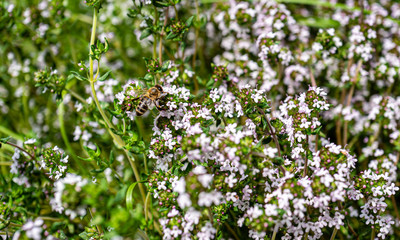 wild thyme with a honey bee