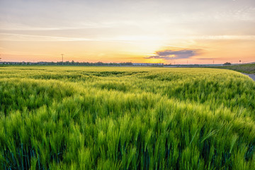Fototapeta na wymiar rye field in germany at sunrise