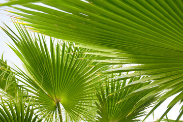 Obraz na płótnie Canvas Tropical beach landscape with palm trees at sunset. Paradise design banner background. Vintage effect. Palm leaves.