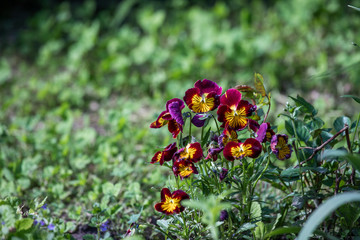 pansies