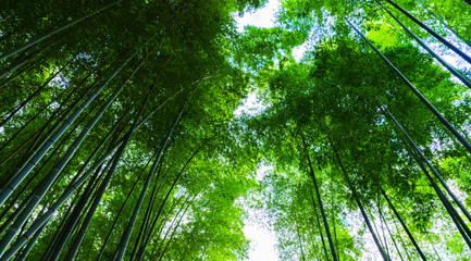 [和風イメージ] 京都の竹林