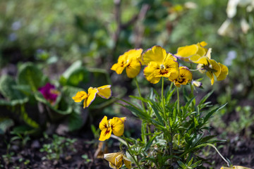 pansies