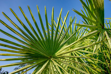 Arecaceae palm plant a clear sky background