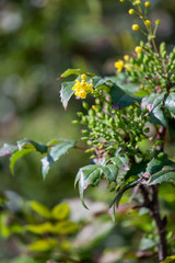 green leaves