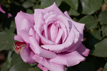 バラ　シャルルドゥゴール