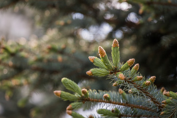 coniferous trees