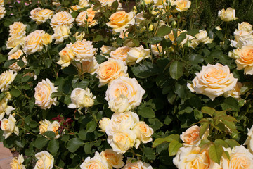 バラ　ハニーブーケ