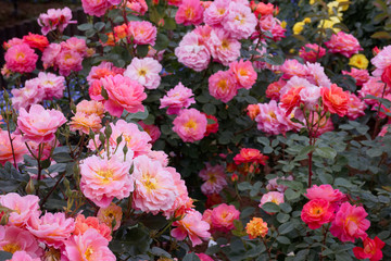 バラ　ファンファーレ