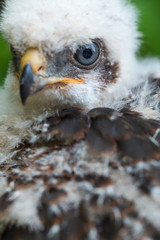 HAWK (Accipiter)