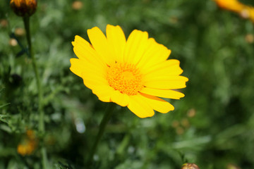 Yellow daisies over green background on the field