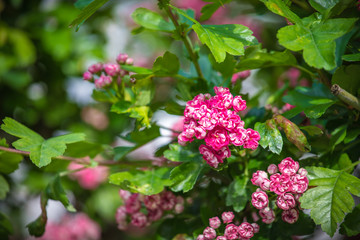 pink hawthorn flowers