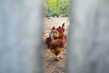 Brown cock with chickens in hen coop. Life in the village