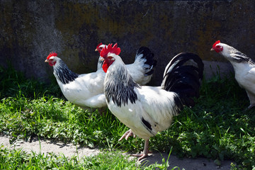 chicken and cock, chicken farm, rooster and hens