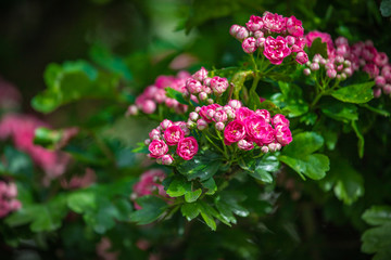 pink hawthorn flowers