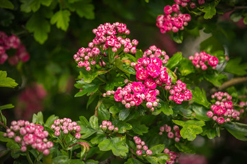 pink hawthorn flowers