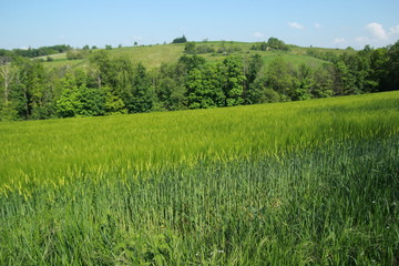 Champ de triticales au printemps