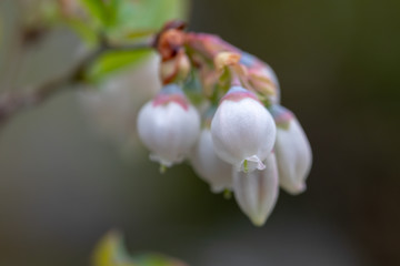 ブルーベリーの花
