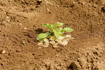 Coins in soil with young plant. Money growth concept