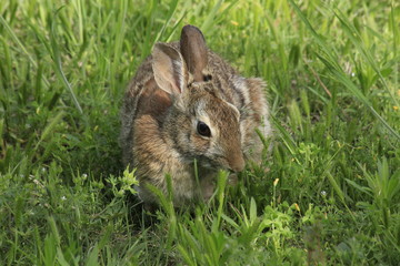 Bunny Rabbit shot closeup in the green grass
