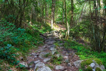 Mountainbike trail in the woods