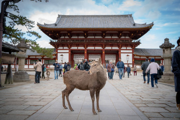 奈良の鹿