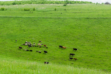 A small herd of cows with a shepherd grazes in a meadow
