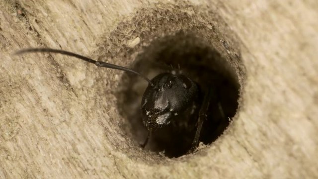 Oak carpenter ant looks out of a hollow tree. Super macro 3:1, 4K / 60fps