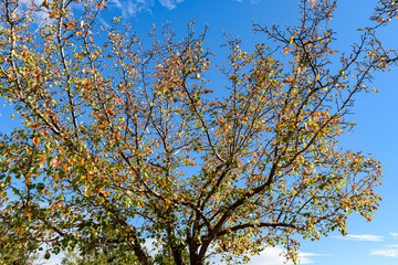 Tree with colorful autumn leaves, blue sky in the background.