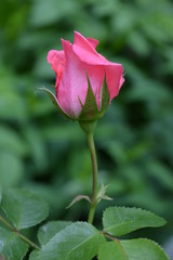Beautiful blooming buds of pink roses. Natural nature with green leaves and landscaping.