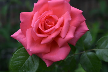 Bushes of spring roses in the garden. Blooming rose buds and rose buds. Magic shot without photoshop.