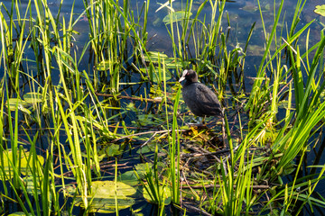 Blässhuhn im Nest