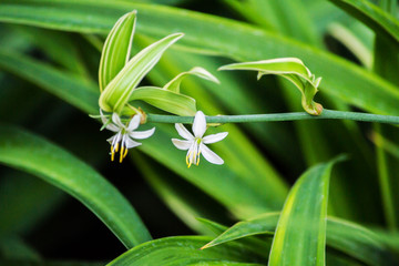 Beautiful floral background with white flowers, macro photography