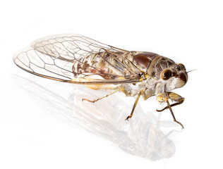 Cicada insect, on white background