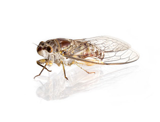 Cicada insect, on white background