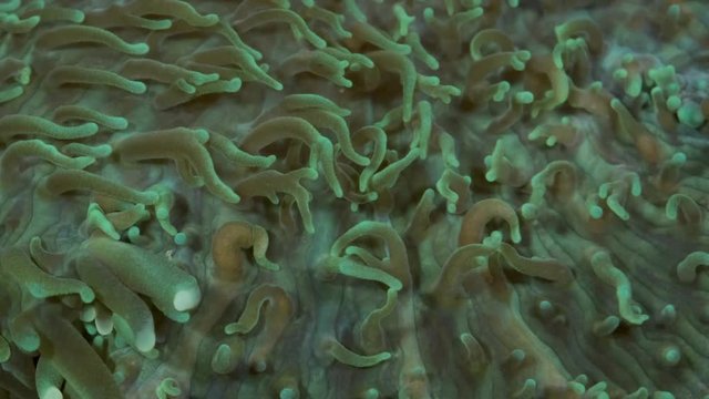 Close-up of polyps Short tentacle plate coral (Cycloseris tenuis). Super macro 2:1, underwater shot, 4K / 50fps, underwater shots