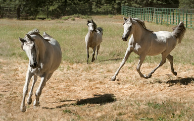 three grey arabian mares galloping and trotting at liberty in a pasture on a horse farm