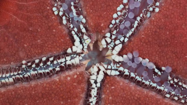 Detail of starfish is hides water vascular system for locomotion. Closeup of starfish vascular system on aquarium glass. Red-knobbed Sea Star (Protoreaster linckii). Super macro 2:1, 4K - 50fps