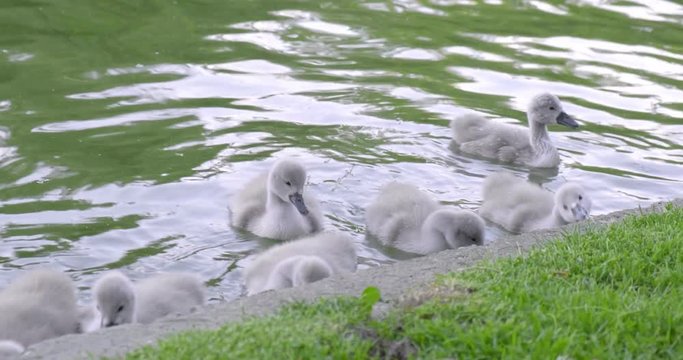 Cute cygnets (baby swans) picking playfully at a cement wall, at the edge of a lake in a city park. 4K DCI, 200 Mbps, minor color grading.