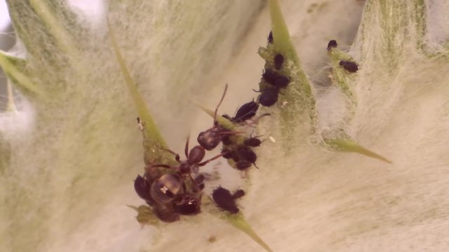 Red barbed ant chases away the fly and milking aphids on a sheet of spear thistle. Slow motion. Macro 1:1. 