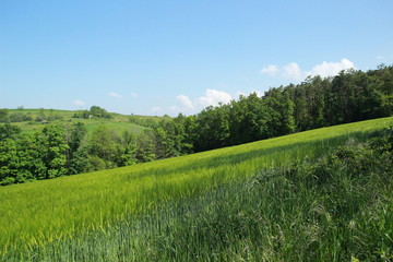 Obraz premium Champ de triticales au printemps