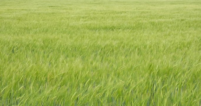 Wind blowing softly over a fresh, green rye field, making a wave like pattern, in Spring (May), near Macin mountains, Dobrogea, Tulcea. Fixed angle, 4K DCI, 200 Mbps, minor color grading.