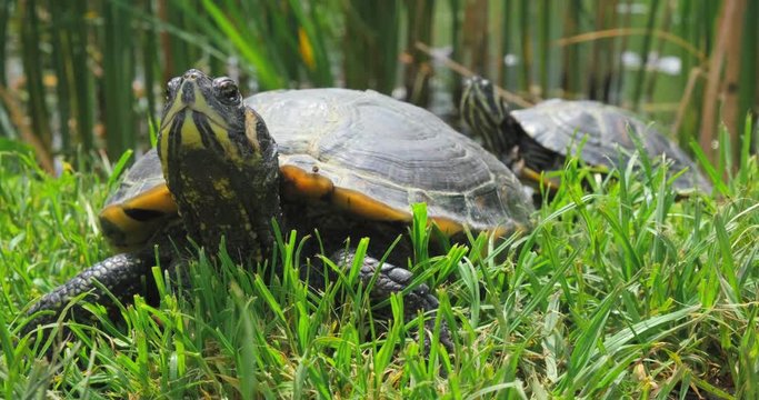 Yellow-bellied slider (Trachemys scripta scripta) turtle moving its head around slow, while sunbathing near a pond. Close up, fixed angle, 4K DCI, 200 Mbps, light color grade.