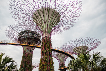 Low angle view of modern supertrees of Gardens by the Bay, Singapore, Asia