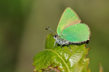 Thècle de la ronce ou argus vert