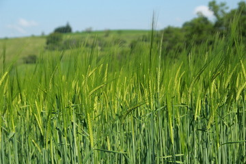 Champ de triticales au printemps