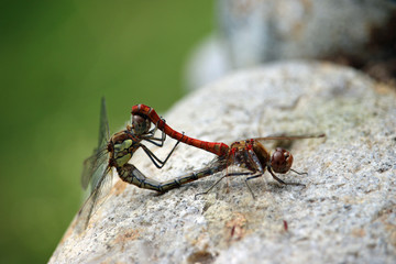 Mating common darter dragonflies