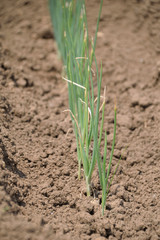 Welsh onion – Allium fistulosum. It is called “Negi” in Japan.