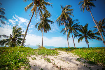 Beautiful tropical landscape, palm grove on beach. Vacation and travel background