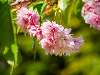Cherry blossoms, beautiful light red flowers of Prunus serrulata P. ‘kanzan’ blooming, close up with selective focus 