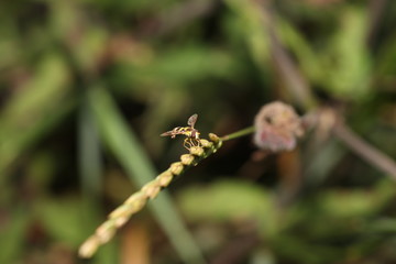 Wild bees at work with flowers in Germany